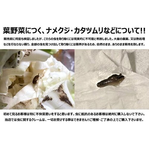 【出荷間近】北海道産 キャベツ 札幌大球 7kg (JA共撰/7.0kg) 稀少 品薄 伝統野菜 きゃべつ キャベツ 自宅用 家庭用 野菜 秋野菜 北海道 グルメ お取り寄せ_7