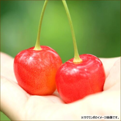【出荷間近】北海道 増毛産 さくらんぼ 佐藤錦 600g (共撰/秀品/Lサイズ/300g×2/手詰め/クール便) お中元 暑中見舞い ギフト 贈り物 果物 フルーツ お取り寄せ_1