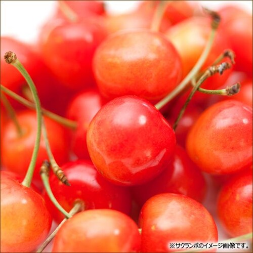 【出荷間近】北海道 増毛産 さくらんぼ 佐藤錦 600g (共撰/秀品/Lサイズ/300g×2/手詰め/クール便) お中元 暑中見舞い ギフト 贈り物 果物 フルーツ お取り寄せ_2
