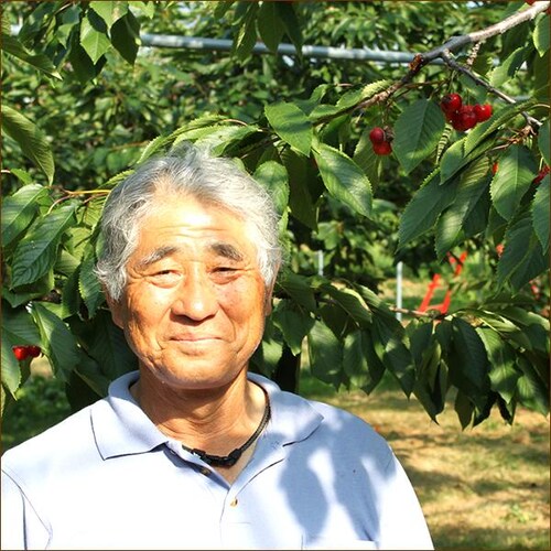 【出荷間近】北海道 増毛産 さくらんぼ 佐藤錦 600g (共撰/秀品/Lサイズ/300g×2/手詰め/クール便) お中元 暑中見舞い ギフト 贈り物 果物 フルーツ お取り寄せ_5