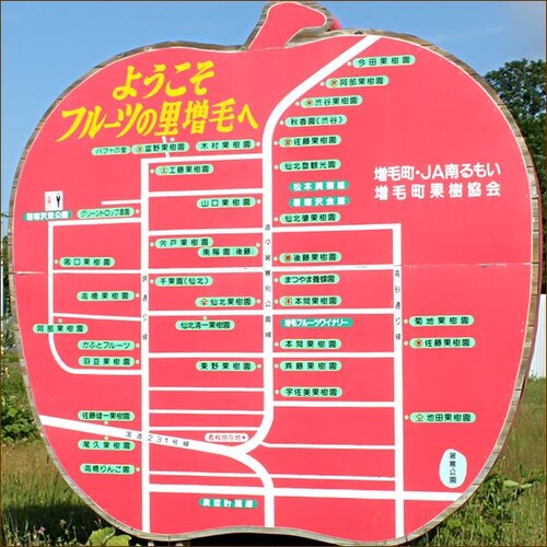 【出荷間近】北海道 増毛産 さくらんぼ 佐藤錦 600g (共撰/秀品/Lサイズ/300g×2/手詰め/クール便) お中元 暑中見舞い ギフト 贈り物 果物 フルーツ お取り寄せ_9