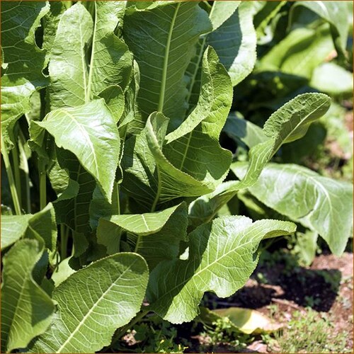 北海道産 山わさび (300〜450g) 蝦夷山わさび 西洋わさび 根わさび ホースラディッシ 北海道 お取り寄せ【代引き不可】_6