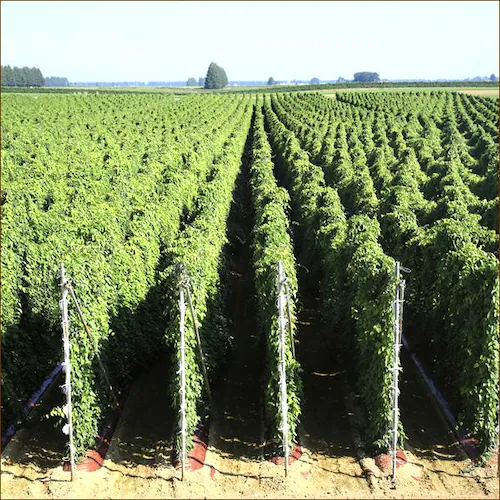 �y�o�ג��z������ �k�C���Y �󂠂� ���� 2.5kg (�@��L�Y�E�܂�E��`�E���T�C�Y�Ȃ�) �k�C�� �����񂹁y������s�z_6