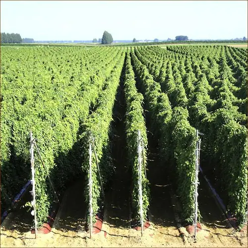 �y�o�ג��z������ �k�C���Y �\���쐼 ���� 2.5kg (2L�T�C�Y/3�{����) ���� �Ƃ�� �k�C�� �����񂹁y������s�z_5