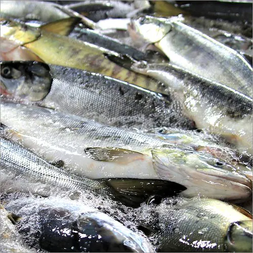 �k�C���Y ������ ������ݖ��Ђ� 500g (�Ⓚ) �H�� ���� �C�N���ݖ��Ђ� �M�t�g ���蕨 �k�C�� �����񂹁y������s�z_6