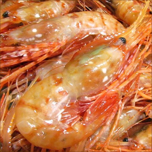 �{�^���G�r 500g (BL/�I�X/10-12������/���Ⓚ) �� �G�r �C�V ���h�g �M�t�g ���蕨 �k�C�� �����񂹁y������s�z_7