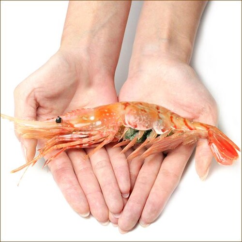 �{�^���G�r 500g (BL/�I�X/10-12������/���Ⓚ) �� �G�r �C�V ���h�g �M�t�g ���蕨 �k�C�� �����񂹁y������s�z_11