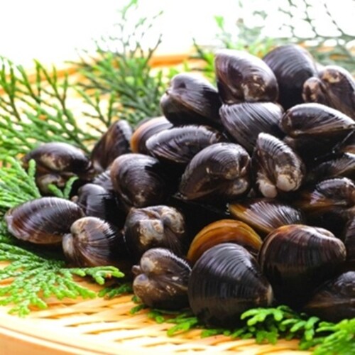 国産 冷凍しじみ 1kg (250g×4袋) 青森県 十三湖産 砂抜き済 しじみ 殻付き 下処理不要 貝 ヤマトシジミ 冷凍シジミ 蜆 出汁_2