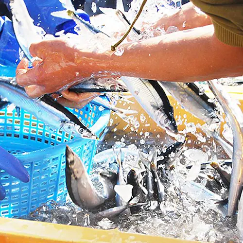 【出荷中】北海道産 生サンマ 2kg (12尾-15尾入り/クール冷蔵便) 新鮮 生 さんま サンマ 秋刀魚 ギフト 贈り物 自宅用 家庭用 北海道 お取り寄せ_5