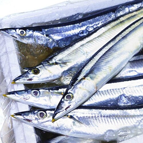 【出荷中】北海道産 生サンマ 2kg (12尾-15尾入り/クール冷蔵便) 新鮮 生 さんま サンマ 秋刀魚 ギフト 贈り物 自宅用 家庭用 北海道 お取り寄せ_6