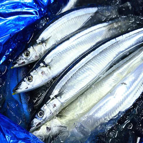 【出荷中】北海道産 生サンマ 2kg (12尾-15尾入り/クール冷蔵便) 新鮮 生 さんま サンマ 秋刀魚 ギフト 贈り物 自宅用 家庭用 北海道 お取り寄せ_7