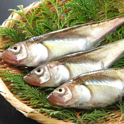 �y�\��z�k�C���Y ���n�^�n�^ 1�� 3kg (�I�X�����X�q��������/�①�i) �͂��͂� �Ԃ肱 �k�C�� ������_12