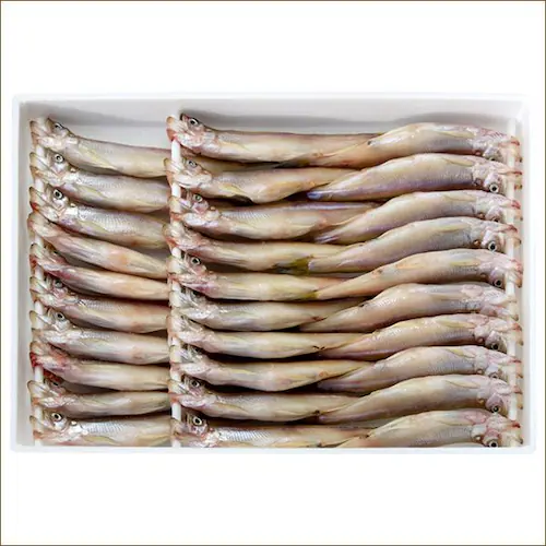 �k�C���Y ���� ������� (���X�q����/30������) �{������� �V�V���� ���t�� �M�t�g �k�C�� �����񂹁y������s�z_1