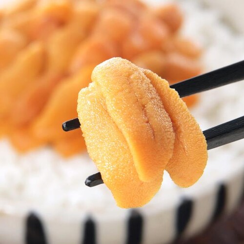 【出荷中】北方四島産 塩水ウニ 生ウニ バフンウニ 100g (100g×1P/クール冷蔵便) ウニ 塩水うに ギフト 贈り物 自宅用 家庭用 北海道 お取り寄せ_1