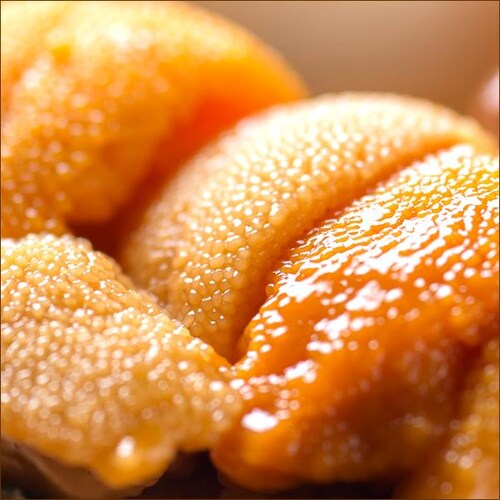 【出荷中】北方四島産 塩水ウニ 生ウニ バフンウニ 100g (100g×1P/クール冷蔵便) ウニ 塩水うに ギフト 贈り物 自宅用 家庭用 北海道 お取り寄せ_2