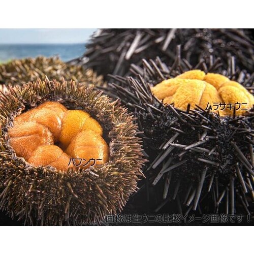 【出荷中】北方四島産 塩水ウニ 生ウニ バフンウニ 100g (100g×1P/クール冷蔵便) ウニ 塩水うに ギフト 贈り物 自宅用 家庭用 北海道 お取り寄せ_7