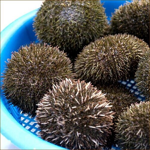 【出荷中】北方四島産 塩水ウニ 生ウニ バフンウニ 100g (100g×1P/クール冷蔵便) ウニ 塩水うに ギフト 贈り物 自宅用 家庭用 北海道 お取り寄せ_8