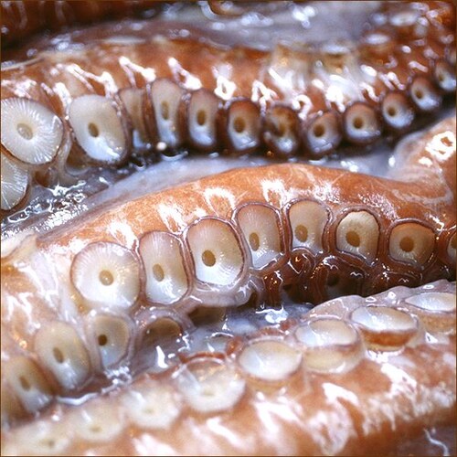 �k�C���Y ��������� 420g (2�l�O/140g�~3P/�C�N�|���|����t��) �^�R ���h�g �M�t�g �k�C�� �����񂹁y������s�z_7