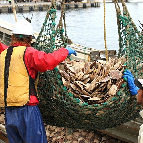 北海道直送 北海道産 ホタテ貝柱 1kg (玉冷/Lサイズ/冷凍) ほたて 帆立 貝柱 お刺身 生食用 冬ギフト お歳暮 ギフト 贈り物 ご家庭用 年末年始 ご馳走 北海道 グルメ お取り寄せ_9