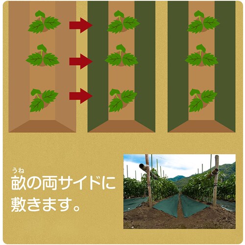 畝用防草シート 雑草ふせごウネ リバーシブル 0.5×10m_3