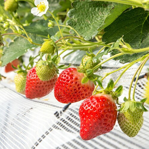 �������܂����̂������A�C�X 12�� (�Ⓚ) AH-AB5N �M�t�g ���蕨 ���� �J�b�v�A�C�X ������_3