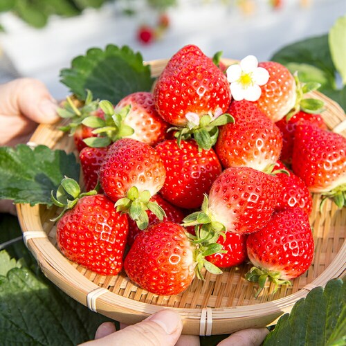 �������܂����̂������A�C�X 12�� (�Ⓚ) AH-AB5N �M�t�g ���蕨 ���� �J�b�v�A�C�X ������_4