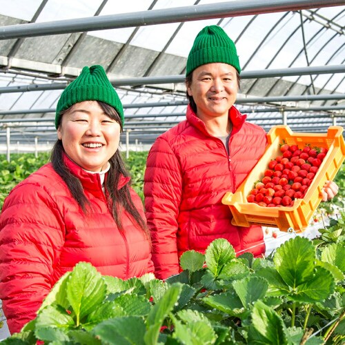 �������܂����̂������A�C�X 12�� (�Ⓚ) AH-AB5N �M�t�g ���蕨 ���� �J�b�v�A�C�X ������_5