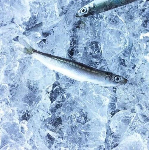 �y���������z �͂�؂��C���V 25g�~�P�O�܃Z�b�g ���߂Ί��ނقǎ|�����L���鎭���������v���Y�̏ăE�����ۊ����􂨎q�l�̃J���V�E���⋋�₨���̂��܂݂ɂ��I�X�X���� �E�����C���V �J���V�E�� ����߂�_16