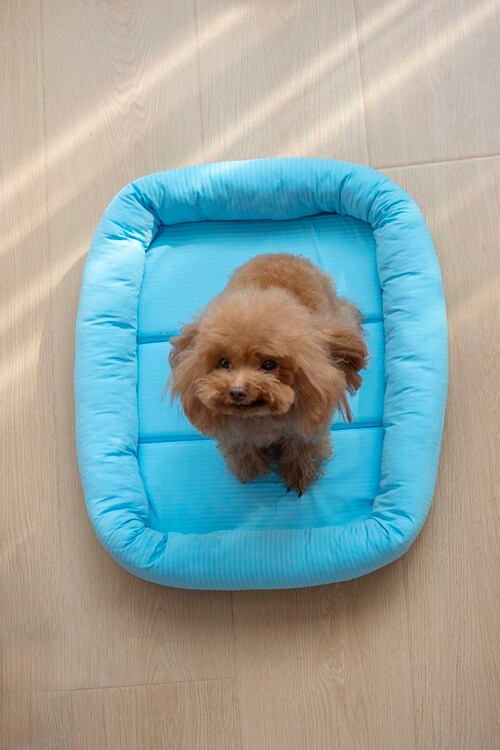 �y�b�g�x�b�g �Ђ��� �ʔ� �X�N�G�A�y�b�g�x�b�h �X�N�G�A �N�[���p�b�h �y�b�g�}�b�g �ڐG�⊴�f�� �N�[���x�b�h ���K ������ �Ђ���x�b�h �����΍� ���� �􂦂� ���� ���炳����K �y�b�g_4