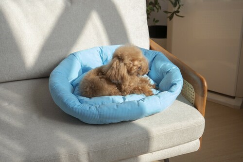 �y�b�g�x�b�g �Ђ��� �ʔ� ���E���h�y�b�g�x�b�h ���E���h �y�b�g�}�b�g �N�[���p�b�h �N�[���x�b�h �ڐG�⊴�f�� �����΍� �Ђ���x�b�h ���K ������ ���� ���炳����K �􂦂� ���� �y�b�g_1