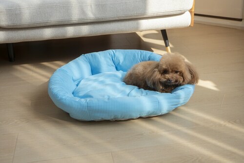 �y�b�g�x�b�g �Ђ��� �ʔ� ���E���h�y�b�g�x�b�h ���E���h �y�b�g�}�b�g �N�[���p�b�h �N�[���x�b�h �ڐG�⊴�f�� �����΍� �Ђ���x�b�h ���K ������ ���� ���炳����K �􂦂� ���� �y�b�g_2