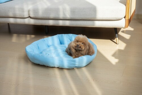 �y�b�g�x�b�g �Ђ��� �ʔ� ���E���h�y�b�g�x�b�h ���E���h �y�b�g�}�b�g �N�[���p�b�h �N�[���x�b�h �ڐG�⊴�f�� �����΍� �Ђ���x�b�h ���K ������ ���� ���炳����K �􂦂� ���� �y�b�g_3