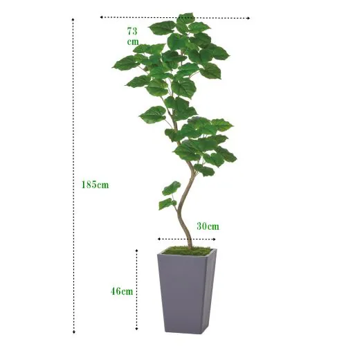 �l�H�ϗt�A���@�E���x���[�^1.85���Ԋ�t_1