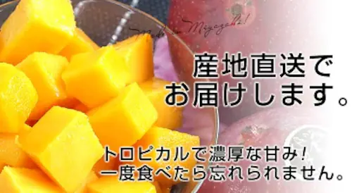 宮崎県より産地直送 JAみやざき 宮崎中央地区本部 完熟マンゴー 太陽のタマゴ2L×2玉 (350gから449g×2玉) 送料無料 お中元 ギフト【ご注文後3日から18日以内に発送します】_1