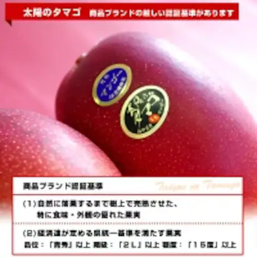宮崎県より産地直送 JAみやざき 宮崎中央地区本部 完熟マンゴー 太陽のタマゴ2L×2玉 (350gから449g×2玉) 送料無料 お中元 ギフト【ご注文後3日から18日以内に発送します】_2