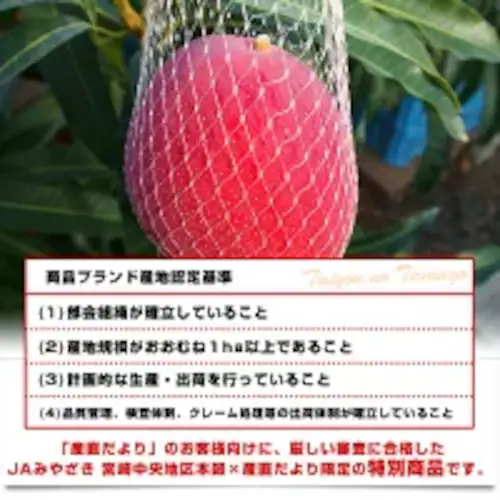 宮崎県より産地直送 JAみやざき 宮崎中央地区本部 完熟マンゴー 太陽のタマゴ2L×2玉 (350gから449g×2玉) 送料無料 お中元 ギフト【ご注文後3日から18日以内に発送します】_3