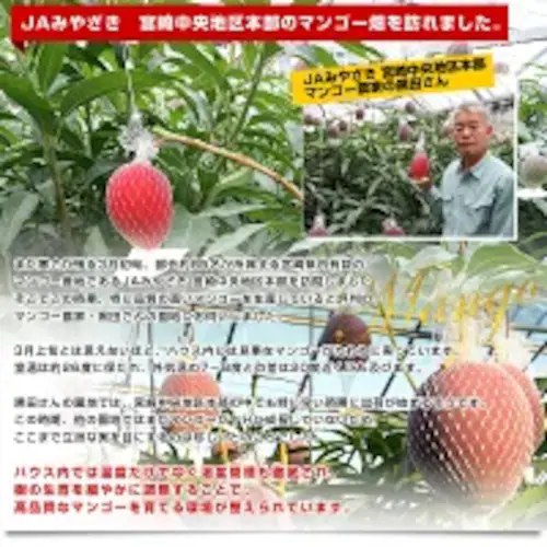 宮崎県より産地直送 JAみやざき 宮崎中央地区本部 完熟マンゴー 太陽のタマゴ2L×2玉 (350gから449g×2玉) 送料無料 お中元 ギフト【ご注文後3日から18日以内に発送します】_5