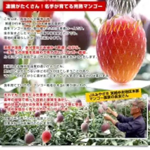 宮崎県より産地直送 JAみやざき 宮崎中央地区本部 完熟マンゴー 太陽のタマゴ2L×2玉 (350gから449g×2玉) 送料無料 お中元 ギフト【ご注文後3日から18日以内に発送します】_6