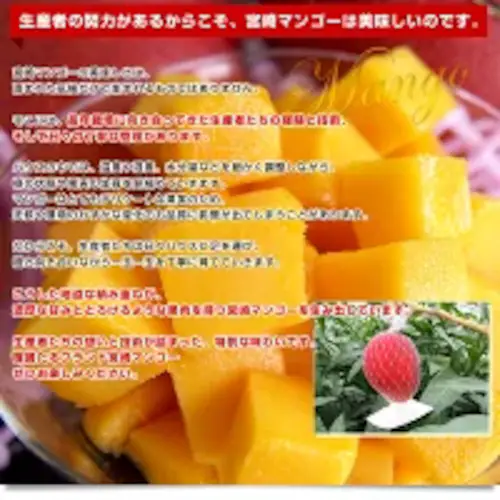 宮崎県より産地直送 JAみやざき 宮崎中央地区本部 完熟マンゴー 太陽のタマゴ2L×2玉 (350gから449g×2玉) 送料無料 お中元 ギフト【ご注文後3日から18日以内に発送します】_7