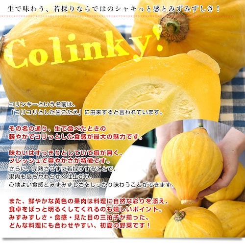 神奈川県産 三浦市農協 コリンキー(サラダかぼちゃ) 約3キロ 秀品 6玉送料無料 南瓜 カボチャ【ご注文後3日から18日以内に発送します】_2
