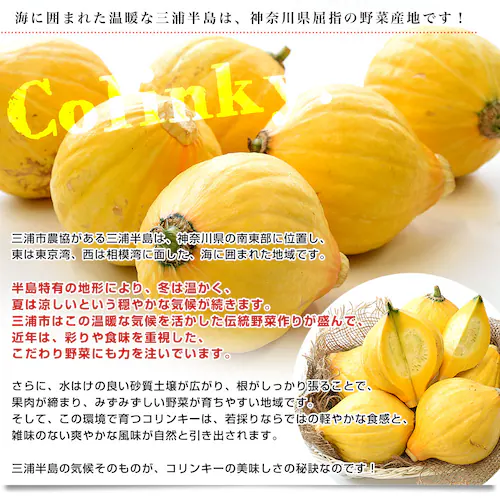 神奈川県産 三浦市農協 コリンキー(サラダかぼちゃ) 約3キロ 秀品 6玉送料無料 南瓜 カボチャ【ご注文後3日から18日以内に発送します】_3