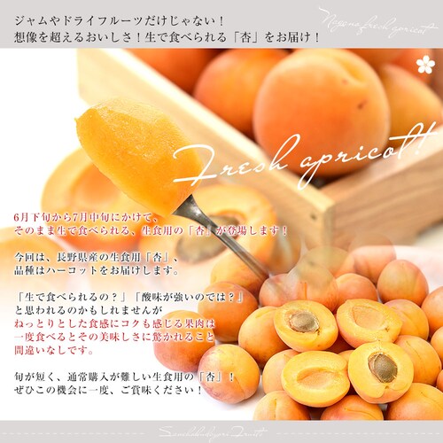 長野県産 JAながの 生食用「杏(あんず)」(品種:ハーコット) 秀品 Lサイズ以上 約1キロ 送料無料 アプリコット 杏子 クール便【ご注文後3日から18日以内に発送します】 _2