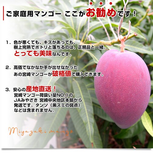 宮崎県より産地直送 JAみやざき宮崎中央地区本部 訳あり宮崎マンゴー 1キロ以上 (2玉から3玉) 送料無料【ご注文後3日から18日以内に発送します】_2