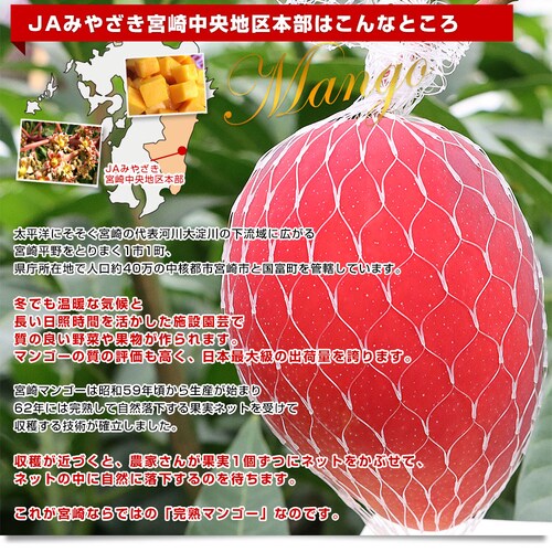 宮崎県より産地直送 JAみやざき宮崎中央地区本部 訳あり宮崎マンゴー 1キロ以上 (2玉から3玉) 送料無料【ご注文後3日から18日以内に発送します】_3