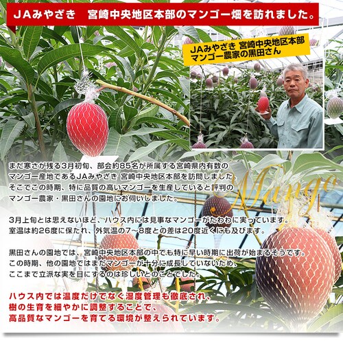 宮崎県より産地直送 JAみやざき宮崎中央地区本部 訳あり宮崎マンゴー 1キロ以上 (2玉から3玉) 送料無料【ご注文後3日から18日以内に発送します】_4