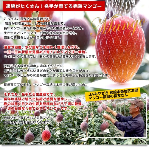 宮崎県より産地直送 JAみやざき宮崎中央地区本部 訳あり宮崎マンゴー 1キロ以上 (2玉から3玉) 送料無料【ご注文後3日から18日以内に発送します】_5