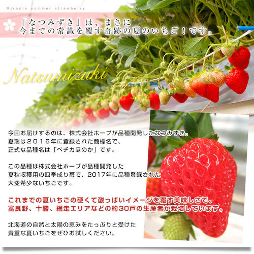 北海道より産地直送 高級いちご なつみずき 約300g(20粒から24粒)化粧箱入り イチゴ 苺 夏イチゴ【ご注文後3日から18日以内に発送します】_3