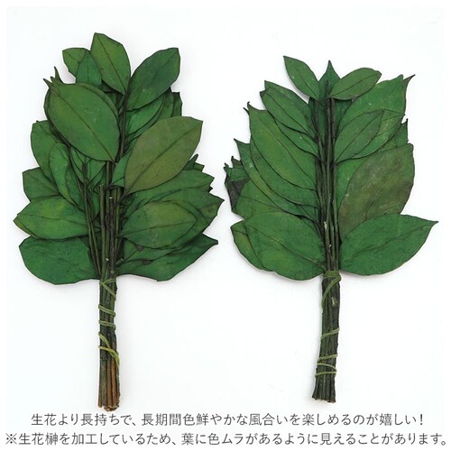 25cm プリザーブド 榊 通販 25cm 一対 プリザーブド榊 さかき サカキ 2本 枯れない 水やり不要 お盆 お供え 彼岸 仏壇 神棚 雑貨 インテリア_3