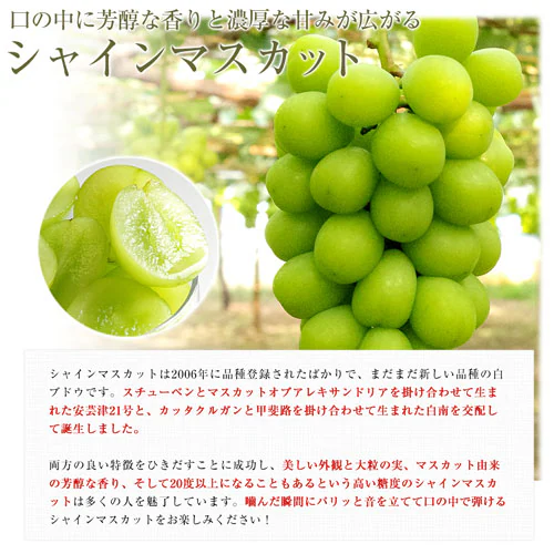 山梨県産 JAふえふき 御坂支所 シャインマスカット 大房限定 青秀品 約1.8キロ(3房入り)送料無料 クール便 葡萄 ぶどう【ご注文後3日から18日以内に発送します】_3