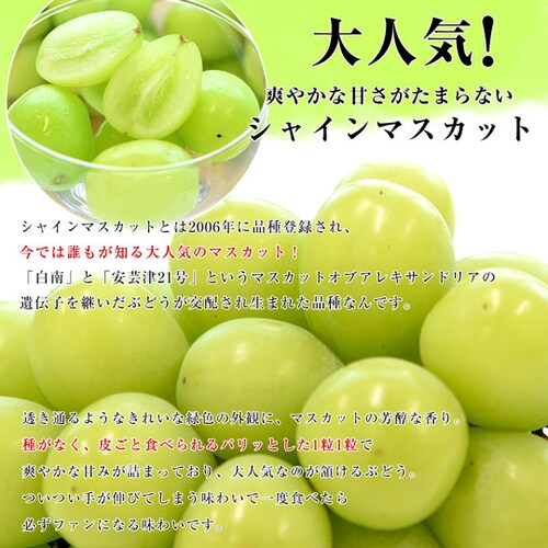 【敬老の日ギフト】山梨県又は長野県産 シャインマスカット&種なしピオーネ 秀品 各1房入り 合計約1キロ 送料無料 ブドウ ぶどう 葡萄 メッセージカード付き クール便【ご注文後3日から18日以内に発_2